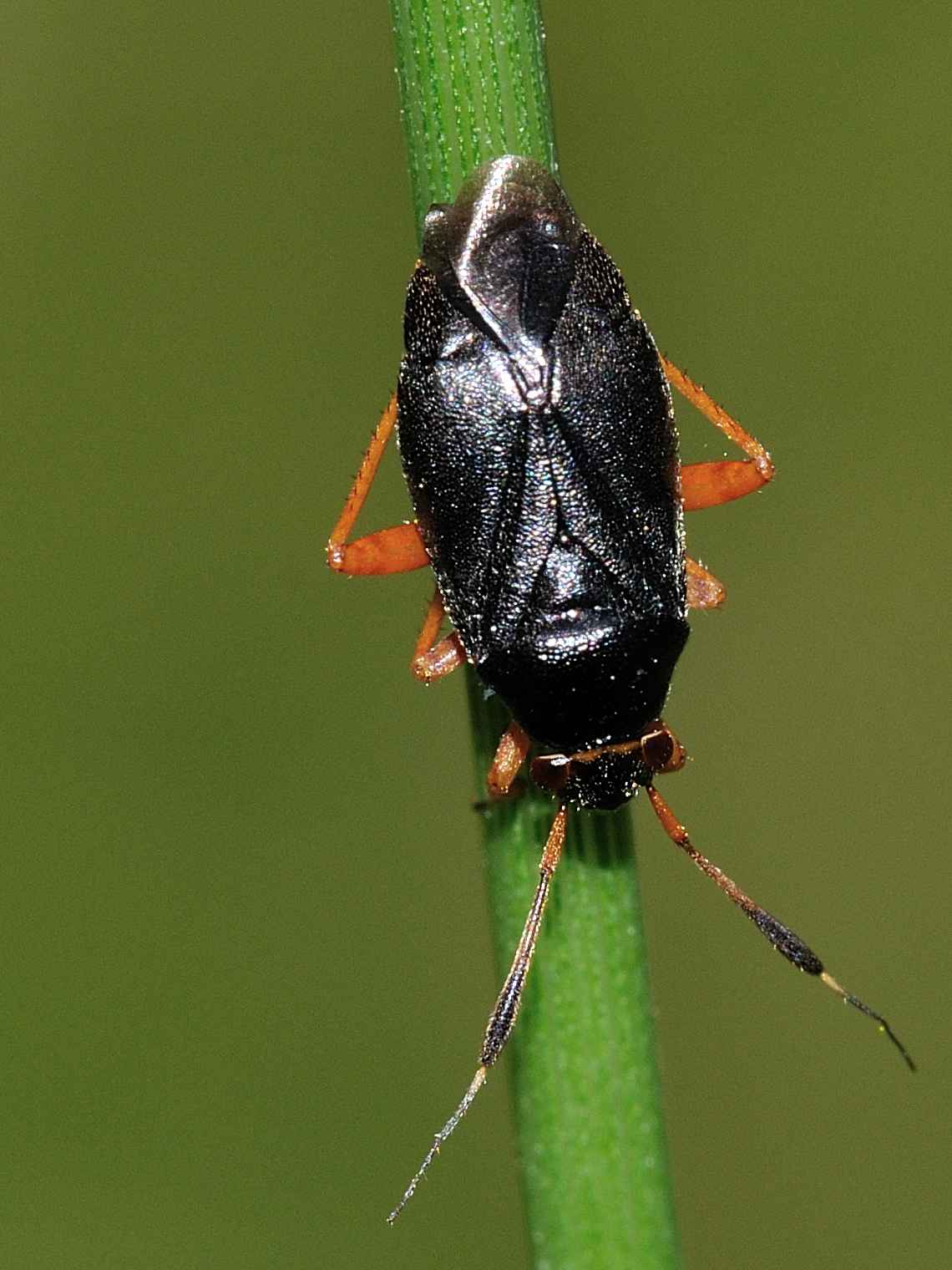 Miridae: Capsus ater dell''Abruzzo (AQ)
